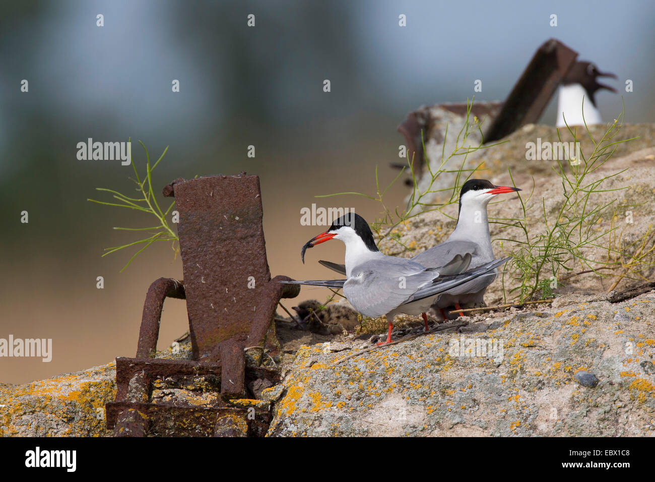 Tern comune (Sterna hirundo), al vecchio imbarcadero, Germania Foto Stock