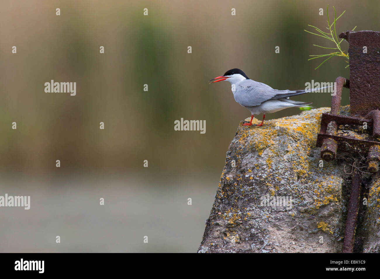 Tern comune (Sterna hirundo), al vecchio imbarcadero, Germania Foto Stock