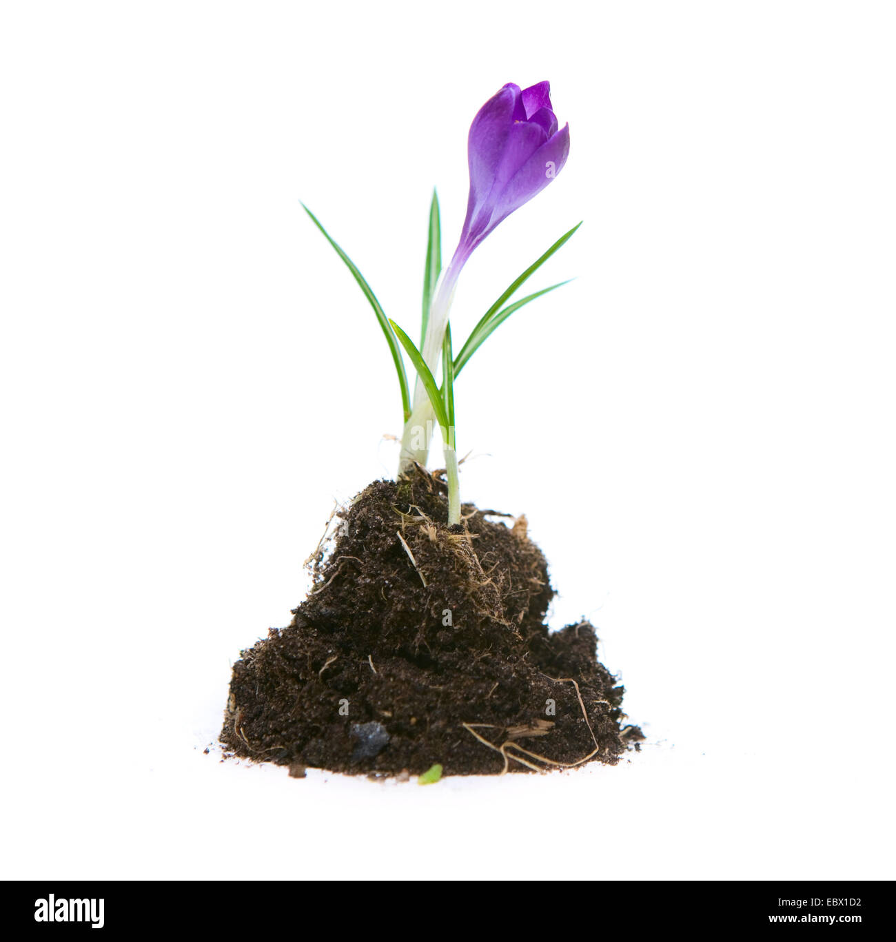 Crocus olandese, molla crocus (crocus vernus, Crocus neapolitanus), crescere in terreno Foto Stock