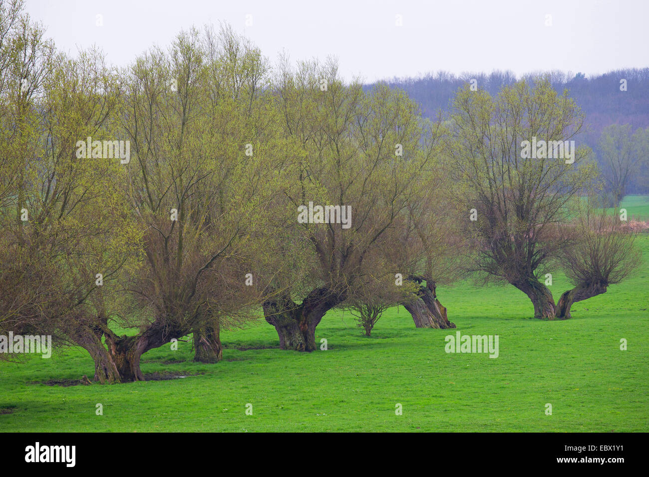 Willow, vimini (Salix spec.), fila di salici pollarded in un prato, Germania Foto Stock