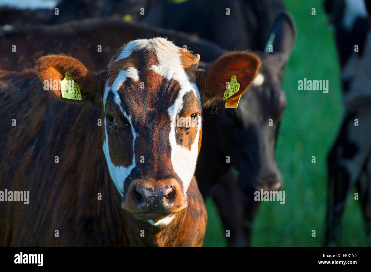 Gli animali domestici della specie bovina (Bos primigenius f. taurus), il ritratto di un milker su un pascolo, Germania, Schleswig-Holstein Foto Stock