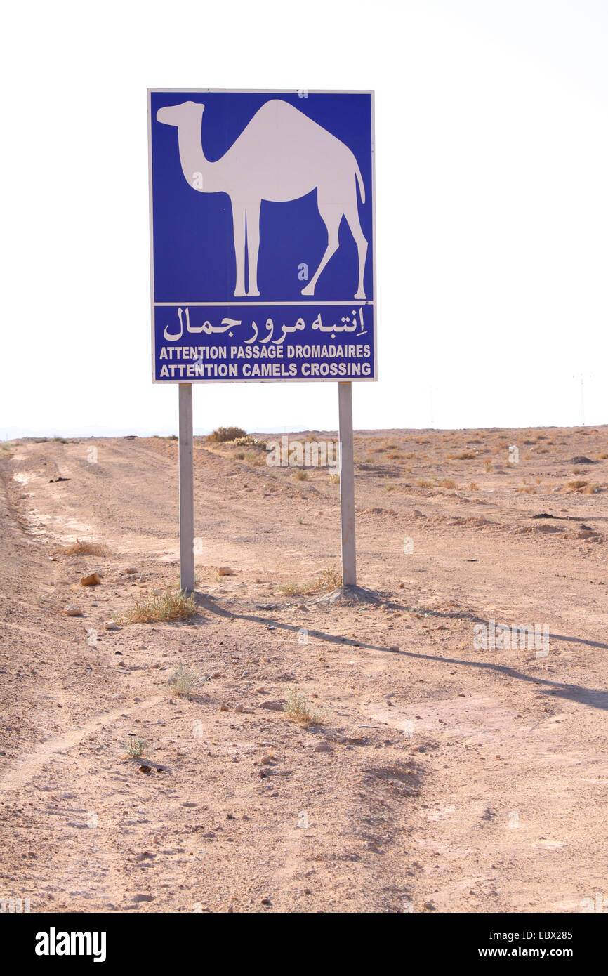 Dromedario, one-humped camel (Camelus dromedarius), cartello stradale cammelli attraversando via, Tunisia, MÚdenine Foto Stock