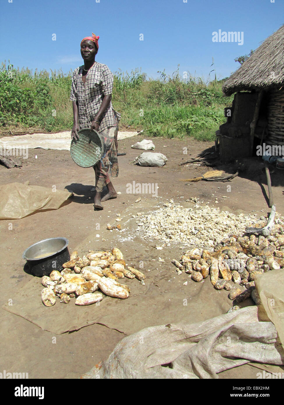 La manioca, manioca Tapioc, Tapioca (Manihot esculenta), il campo di rifugiati di sfollati nel nord Uganda intorno a Gulu, semplice casa di fango in background, donna cucinare con la manioca, Uganda, John Baptist Odama Arcivescovo di Gulu Foto Stock