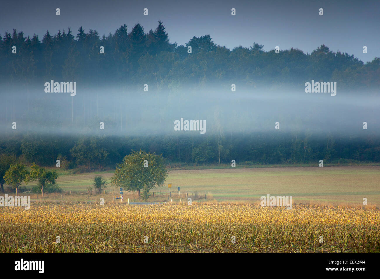 Nebbia di mattina su campi, in Germania, in Sassonia, Vogtlaendische Schweiz Foto Stock