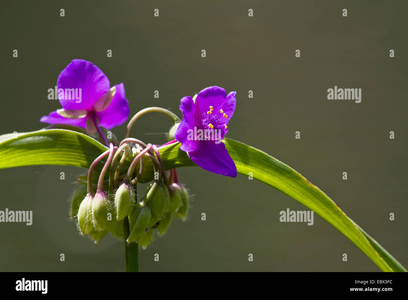 Bianco (spiderwort Tradescantia andersoniana, Tradescantia x andersoniana, Tradescantia Andersoniana-Hybriden), infiorescenza Foto Stock