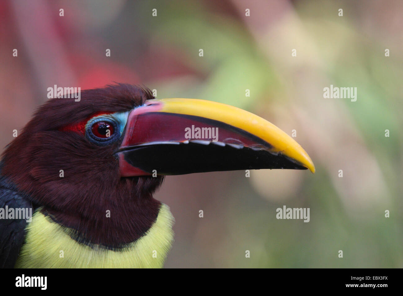 Aracari verde (Pteroglossus viridis), ritratto Foto Stock