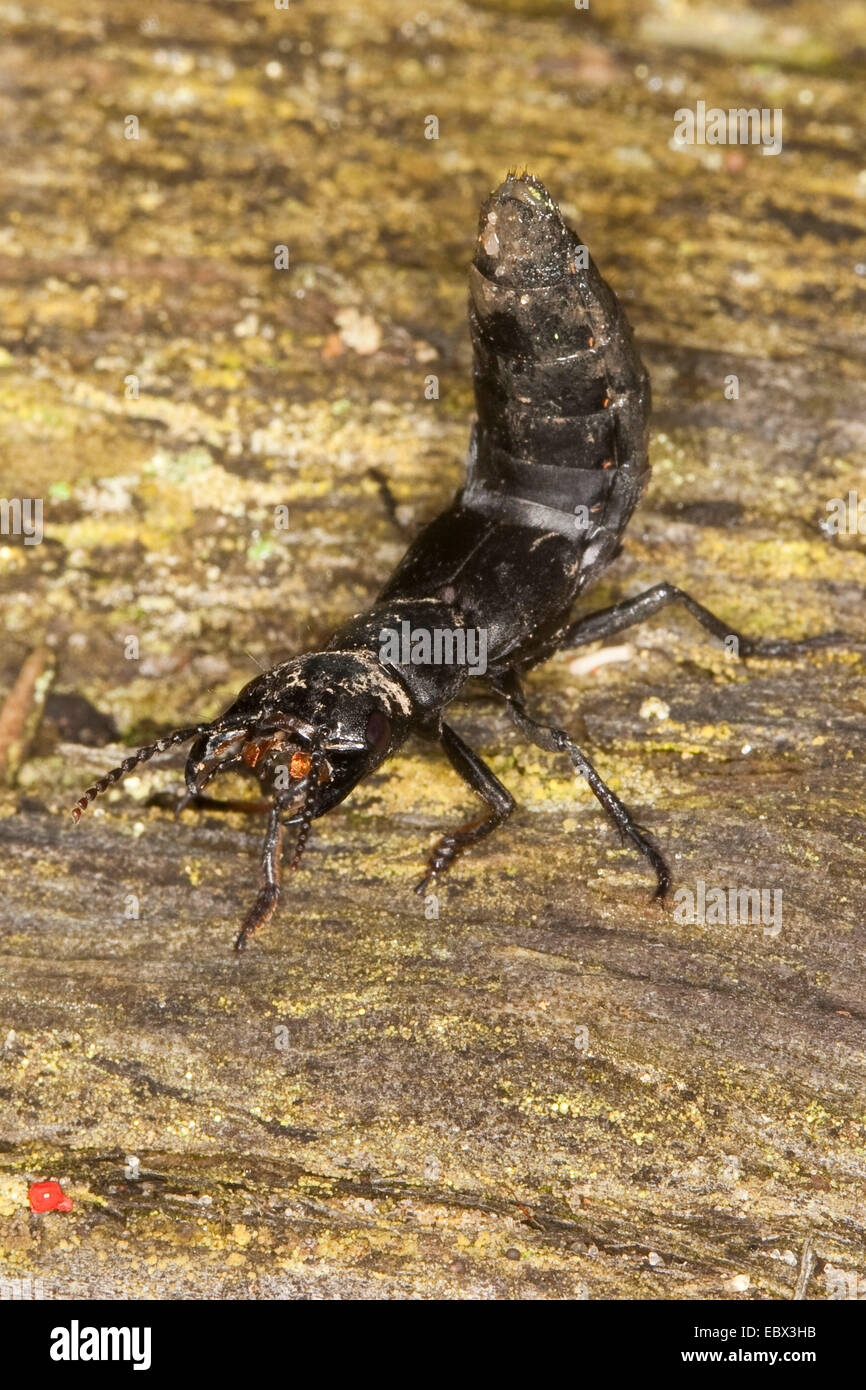 Devil's coach-cavallo (Ocypus olens, Staphylinus olens), il singolo individuo, Germania Foto Stock