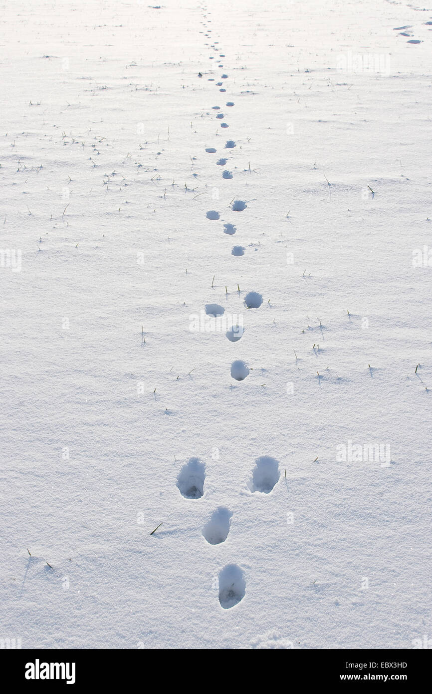 Unione lepre (Lepus europaeus), Orme nella neve, Germania Foto Stock