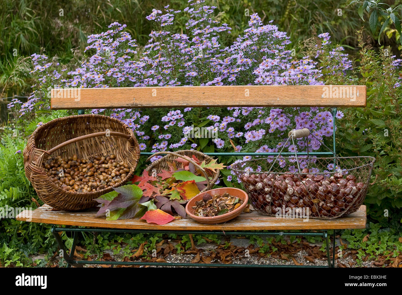 I frutti selvatici in cesti su una panchina da giardino, Germania Foto Stock