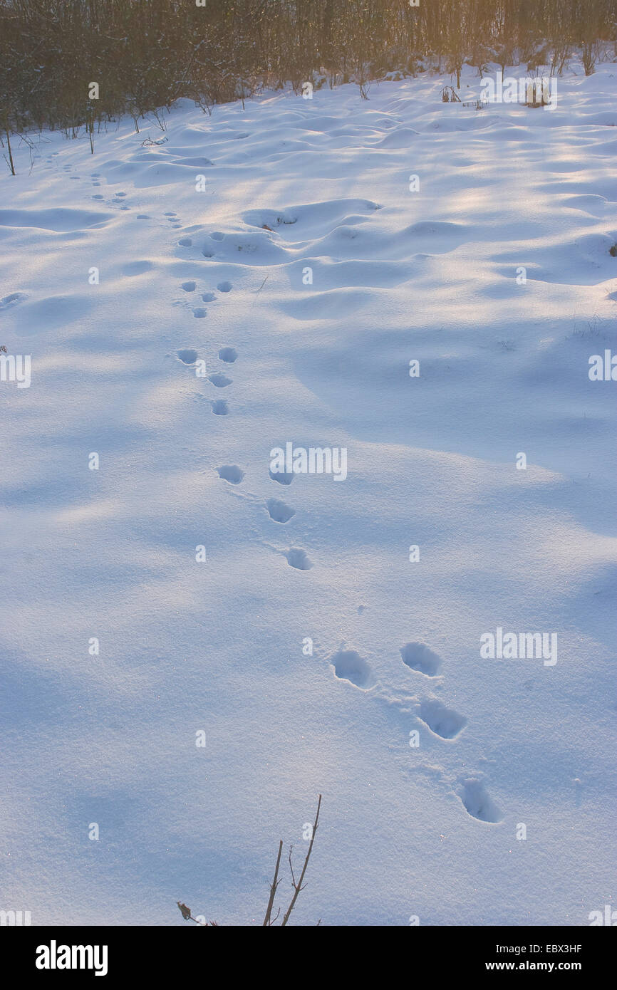 Unione lepre (Lepus europaeus), Orme nella neve, Germania Foto Stock