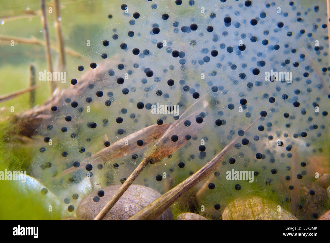 Rana comune, erba (rana temporaria rana), uova, in Germania, in Renania Palatinato Foto Stock