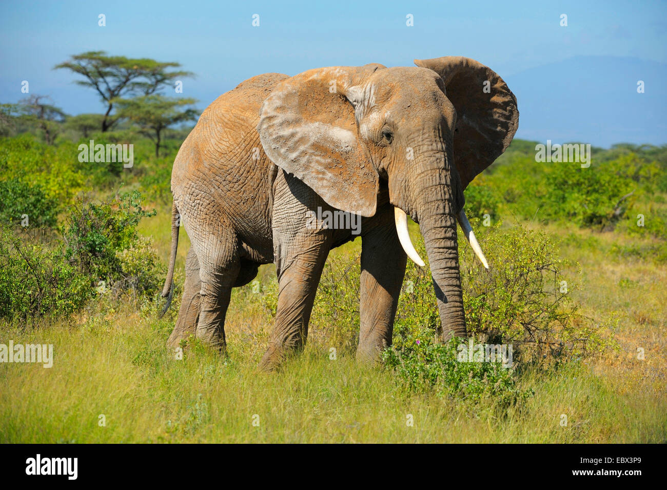 Elefante africano (Loxodonta africana), maschio nel suo habitat, Kenya, Samburu Riserva nazionale Foto Stock