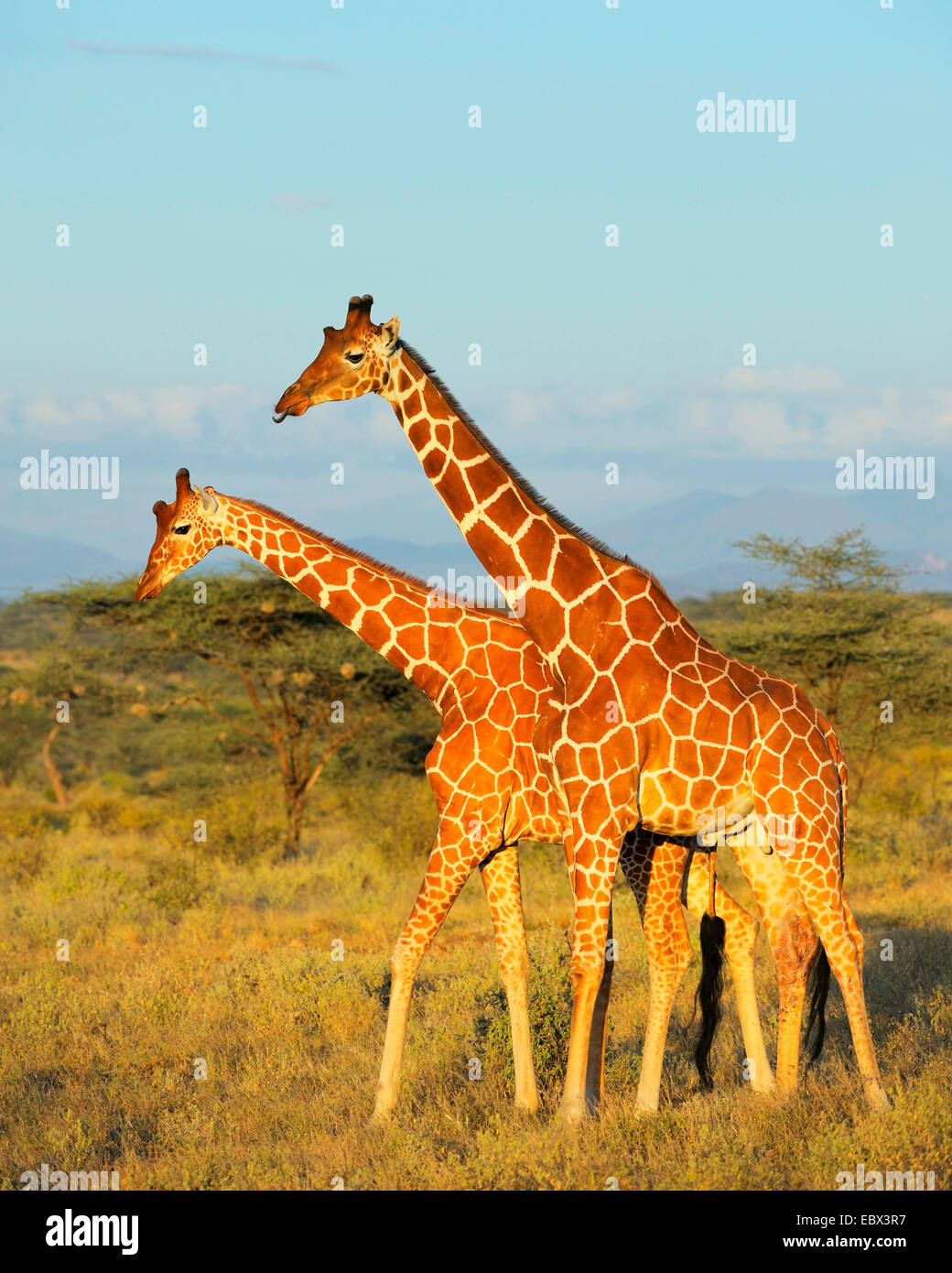 Giraffe reticolate (Giraffa camelopardalis reticulata), due giraffe nel paesaggio del nord del Kenya nella luce della sera, Kenya, Samburu Riserva nazionale Foto Stock