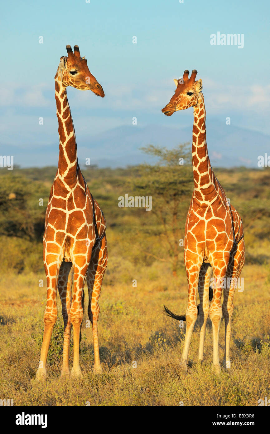 Giraffe reticolate (Giraffa camelopardalis reticulata), due giraffe nel paesaggio del nord del Kenya nella luce della sera, Kenya, Samburu Riserva nazionale Foto Stock