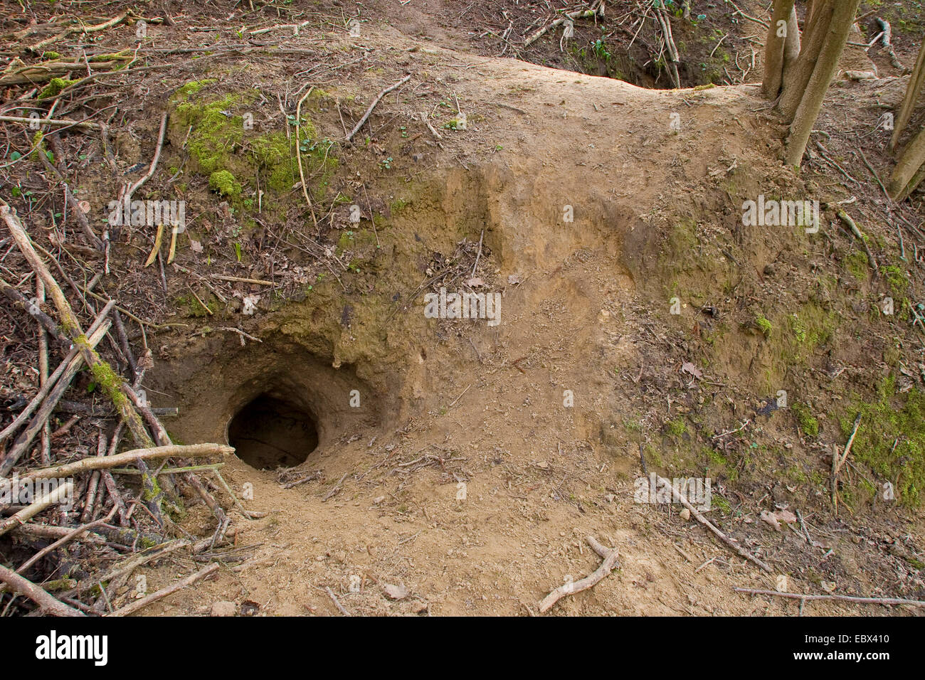 Il vecchio mondo badger, Eurasian badger (Meles meles), Den con la slitta, Germania Foto Stock