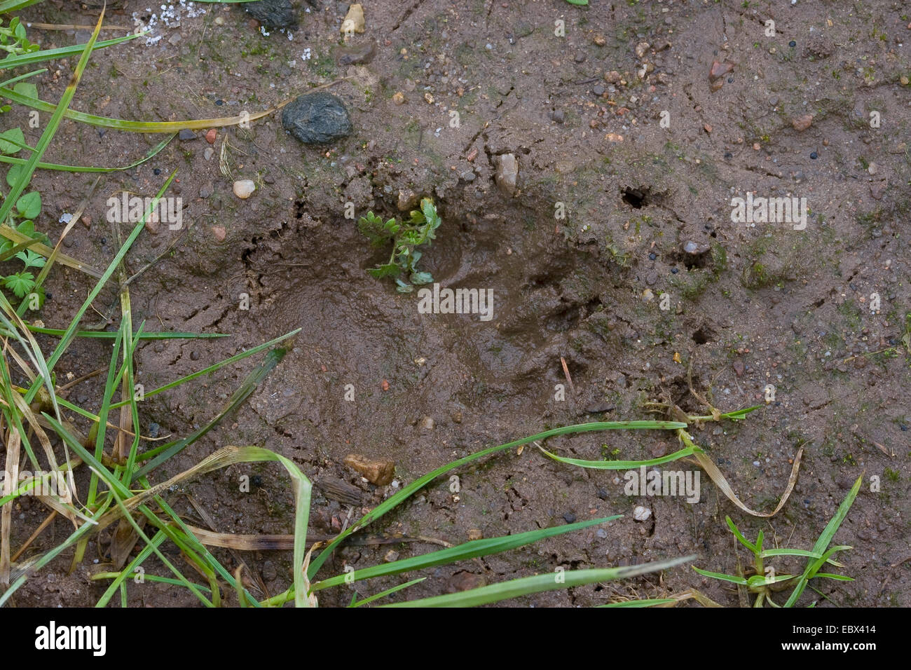 Il vecchio mondo badger, Eurasian badger (Meles meles), tipica impronta del piede, Germania Foto Stock