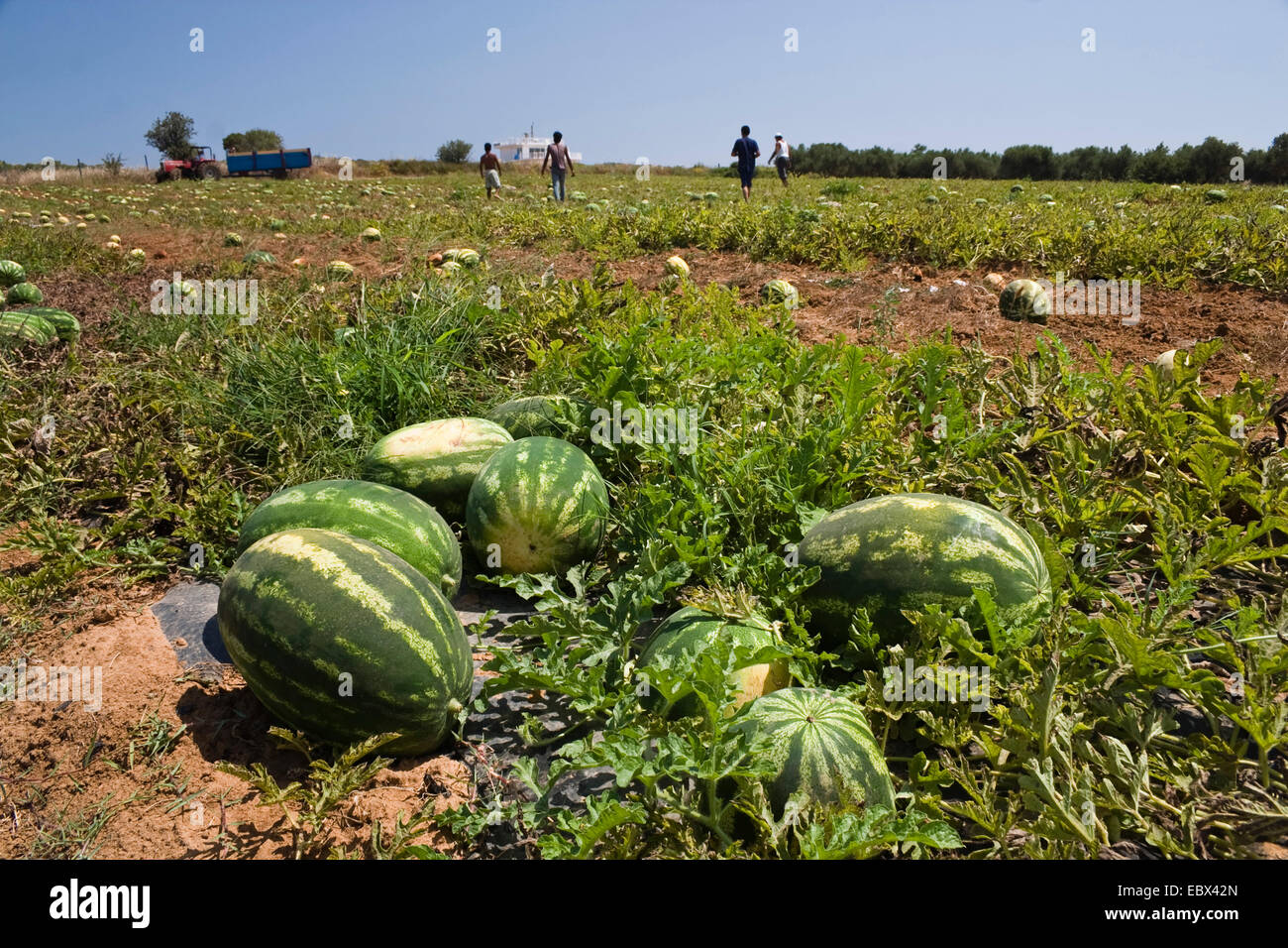 Acqua (melone Citrullus lanatus), melonfield, Grecia, Peloponnes Foto Stock