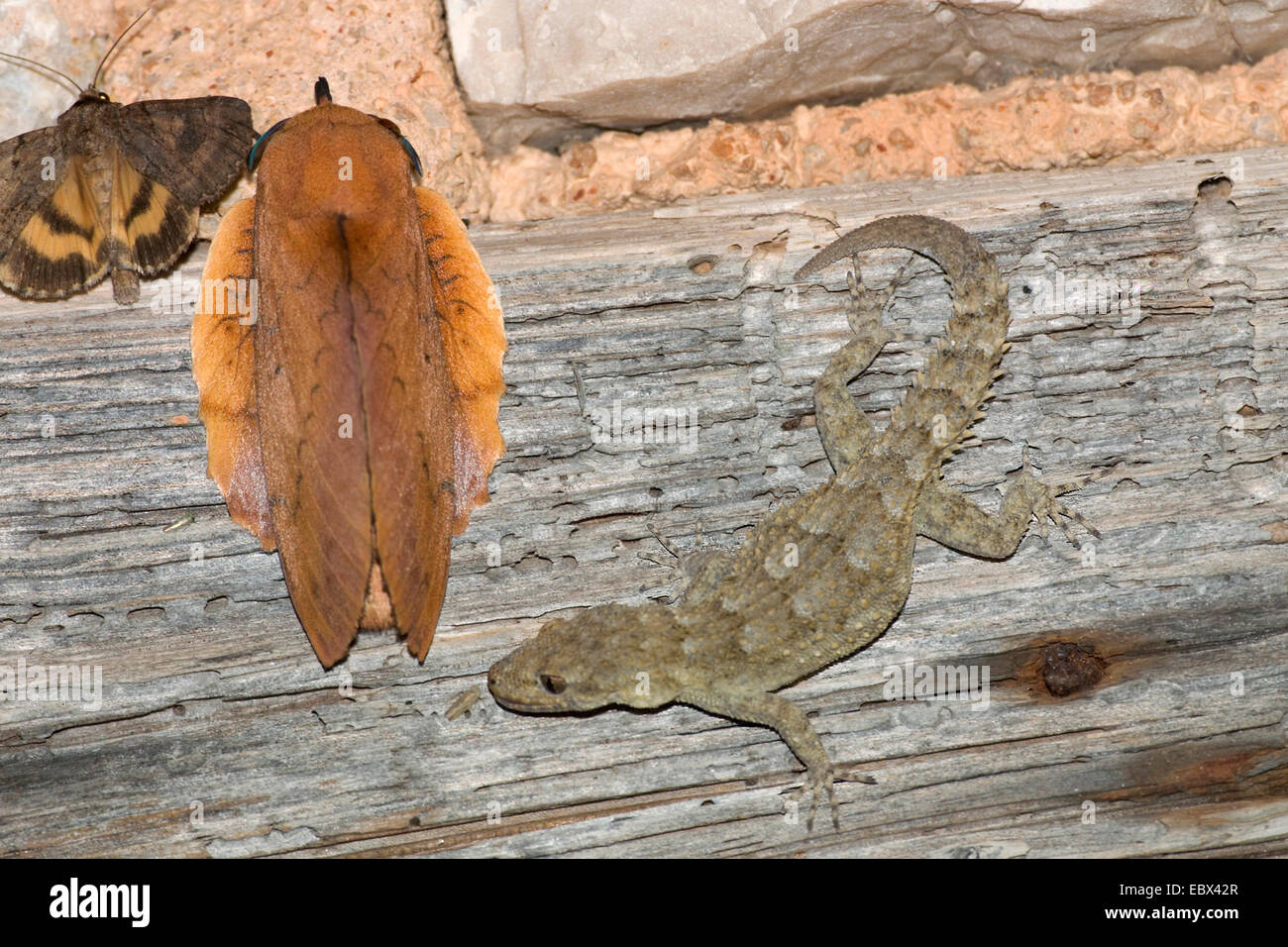 Kotschy's gecko (Mediodactylus kotschyi, Cyrtodactylus kotschyi), con falda , Gastropacha quercifolia, Grecia, Peloponnes Foto Stock