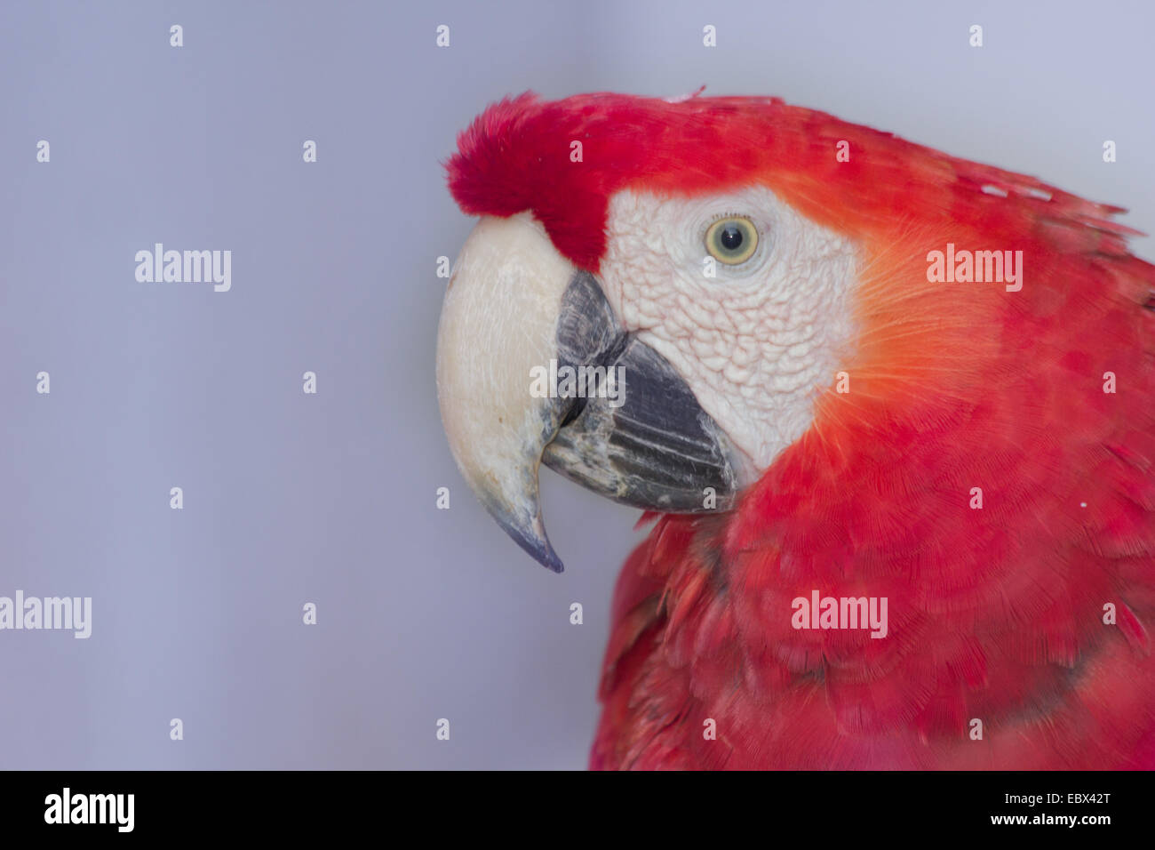 Red Parrot - Scarlet Macaw Foto Stock