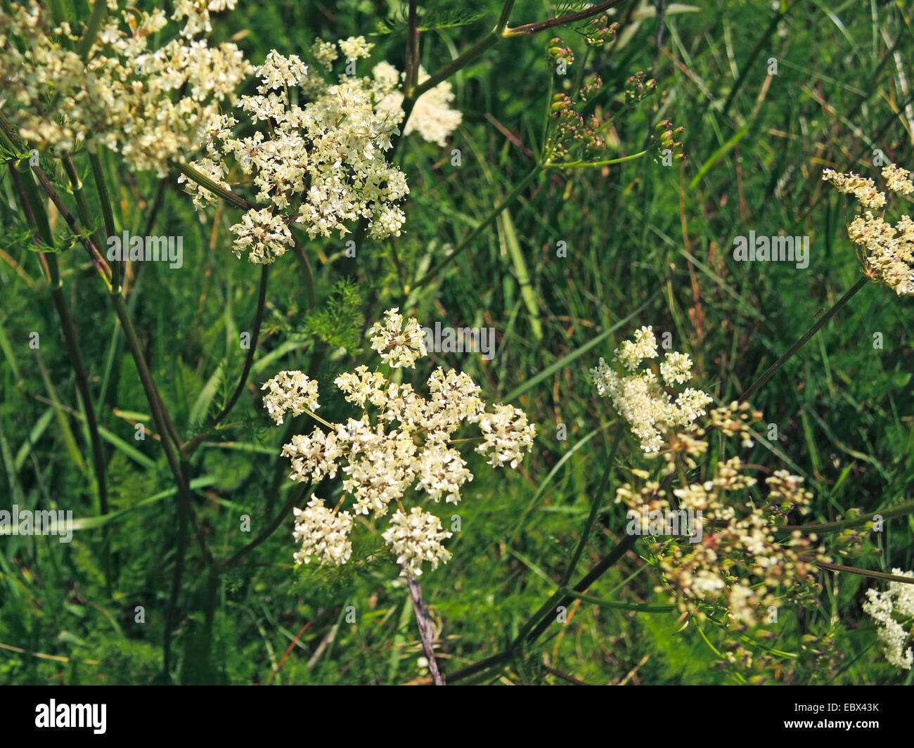 Baldmoney, Spignel, Bearwort (Meum athamanticum), fioritura, GERMANIA Baden-Wuerttemberg Foto Stock