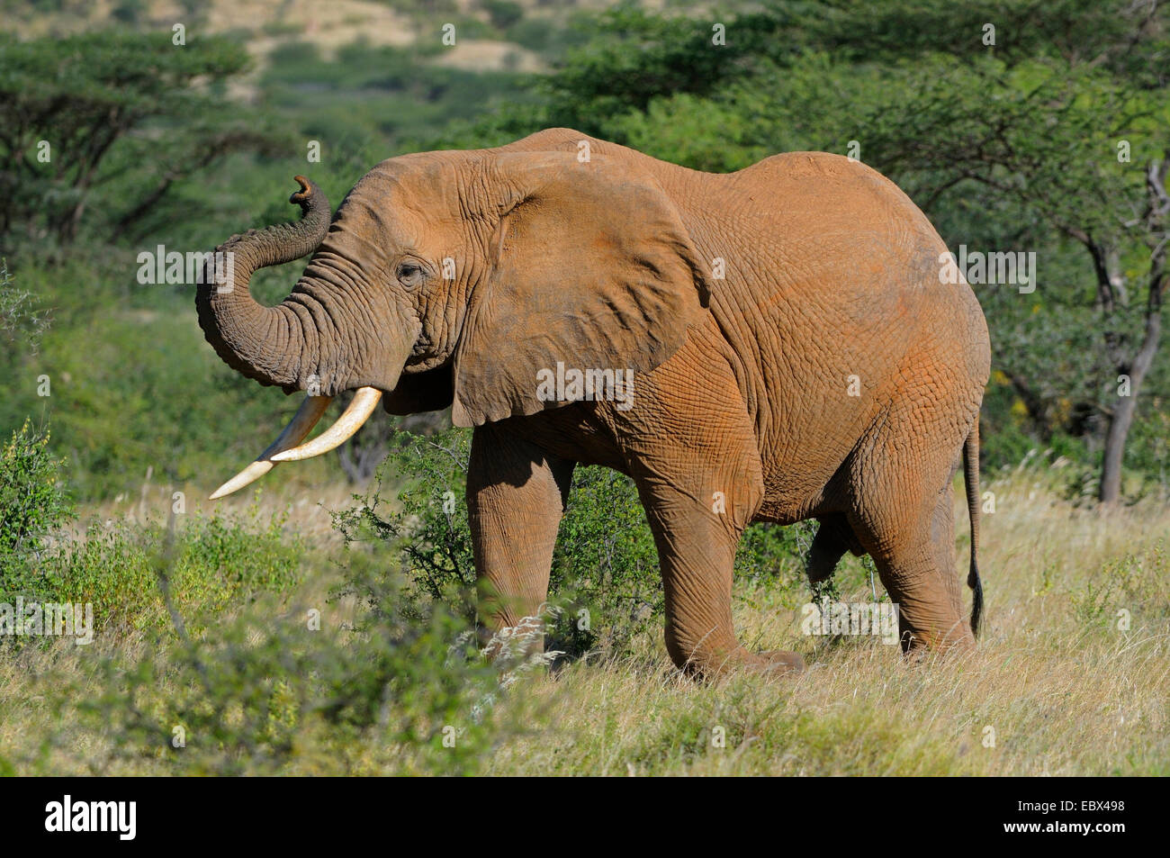 Elefante africano (Loxodonta africana), maschio nel suo habitat, Kenya, Samburu Riserva nazionale Foto Stock