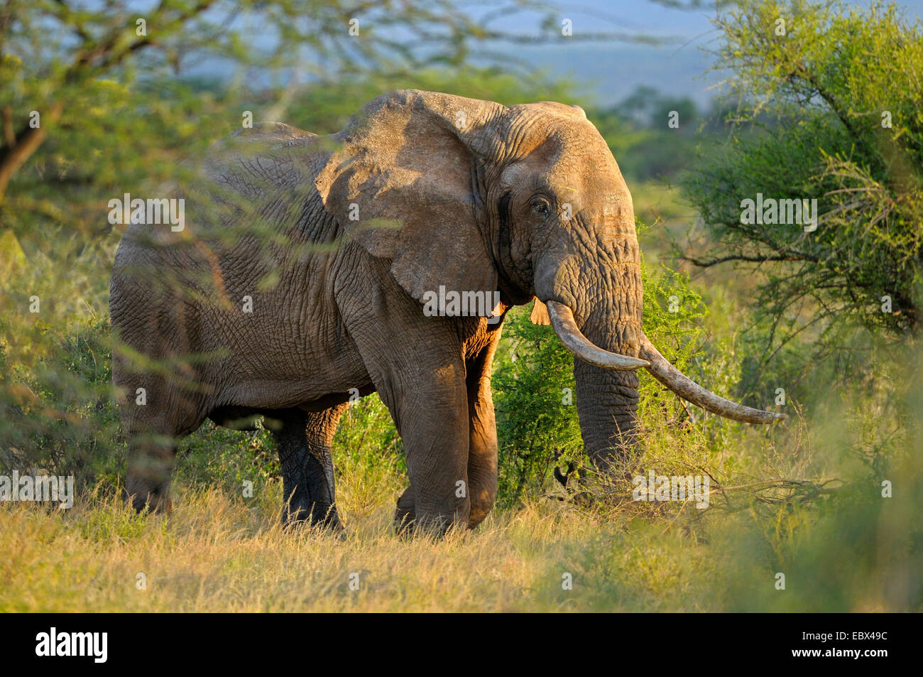 Elefante africano (Loxodonta africana), maschio in musth nel suo habitat, Kenya, Samburu Riserva nazionale Foto Stock