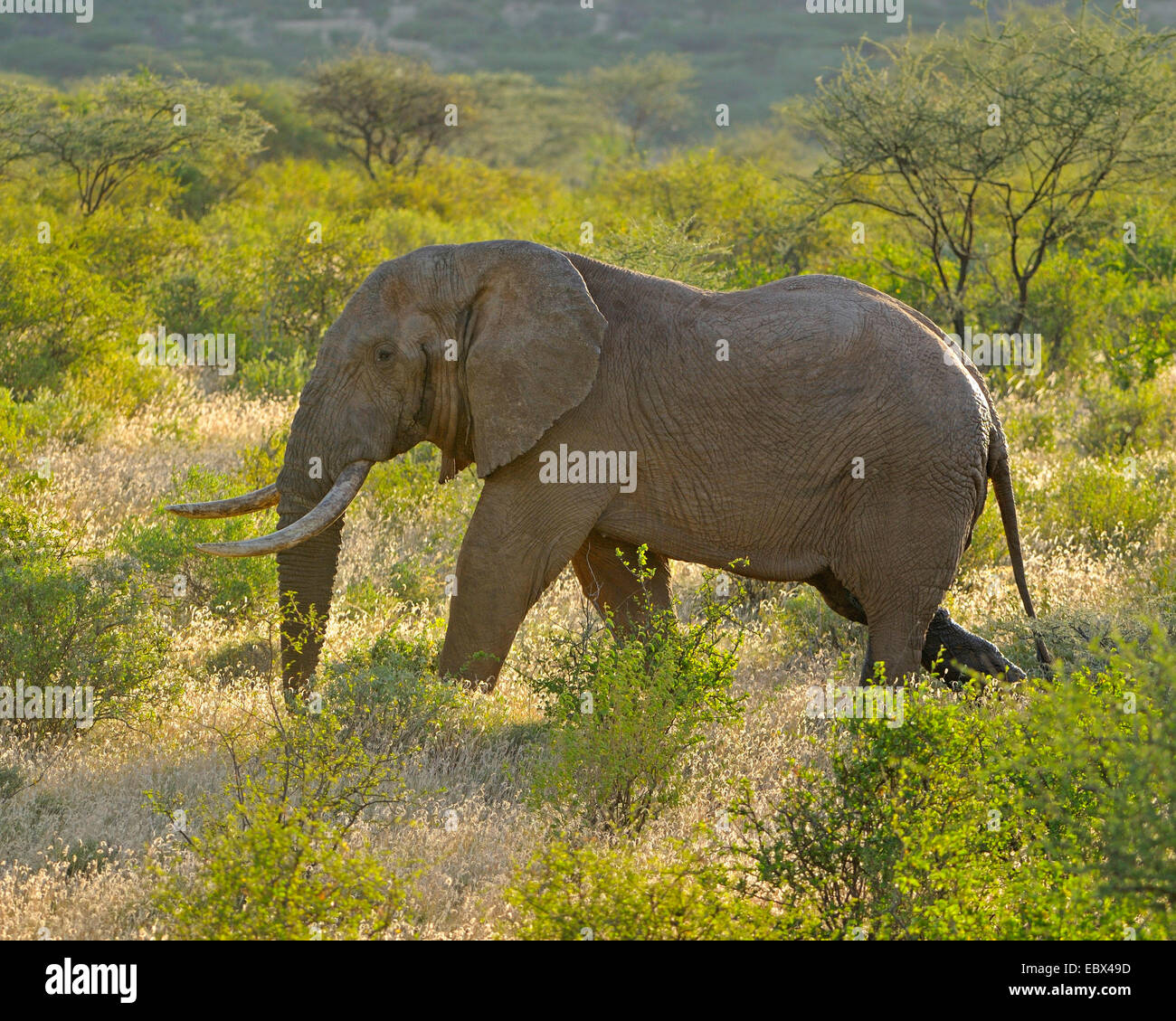 Elefante africano (Loxodonta africana), maschio in musth nel suo habitat, Kenya, Samburu Riserva nazionale Foto Stock