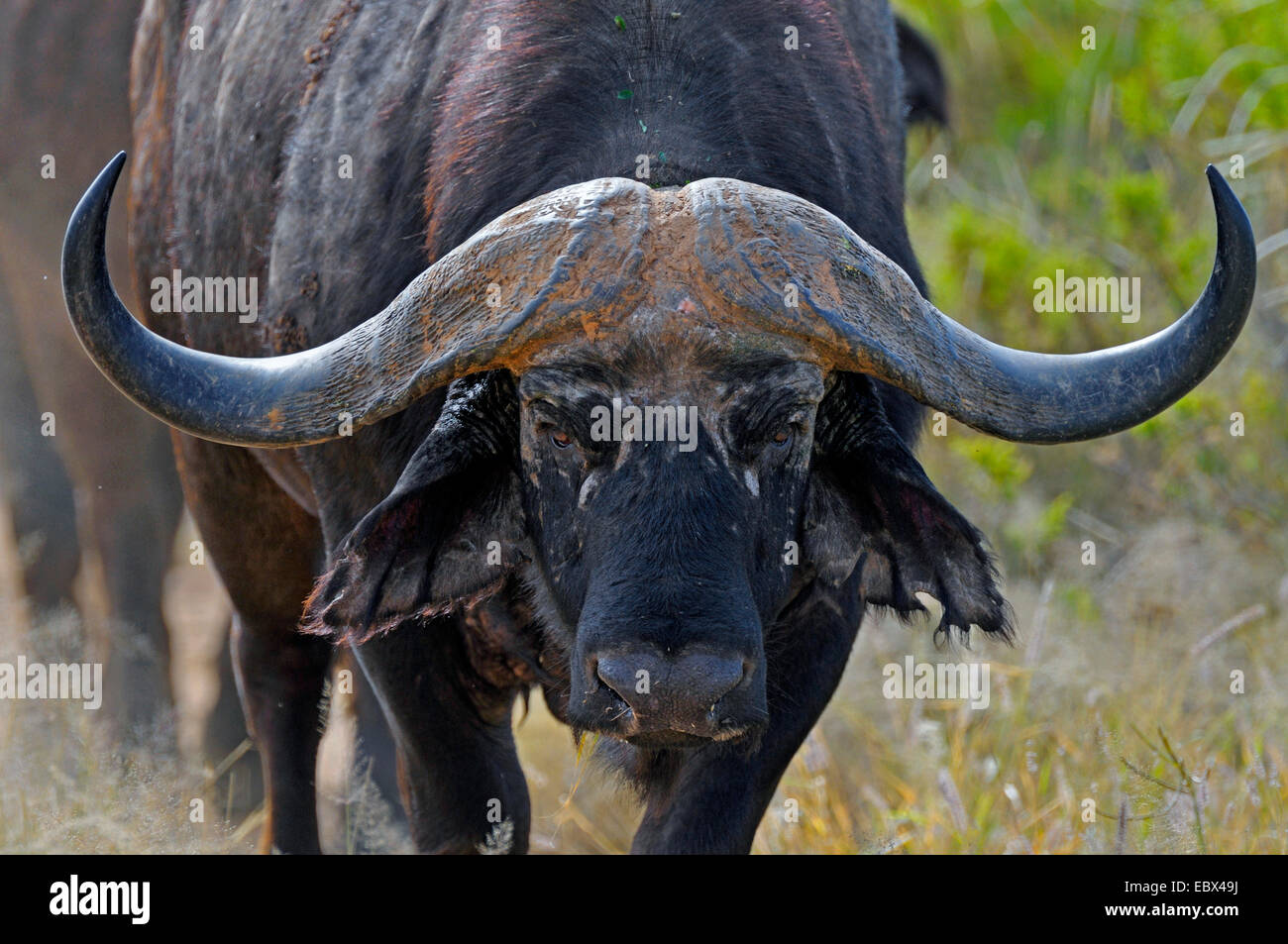 African buffalo (Syncerus caffer), il ritratto di un maschio, Kenya, Samburu Riserva nazionale Foto Stock