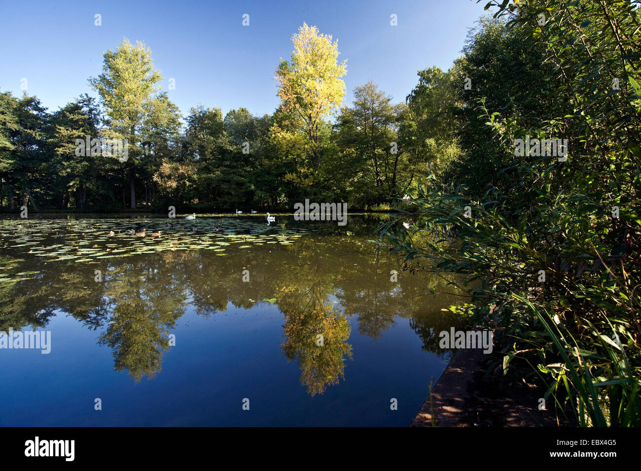 Pond Muehlenteich in Schermbeck, in Germania, in Renania settentrionale-Vestfalia, la zona della Ruhr, Schermbeck Foto Stock