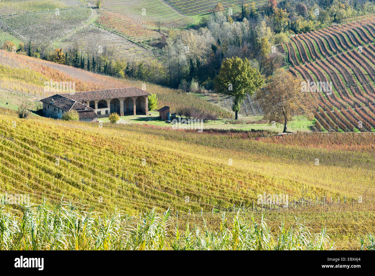 L'Italia, panorama di vigneti del Piemonte: Langhe-Roero e Monferrato nella Lista del Patrimonio Mondiale UNESCO Foto Stock