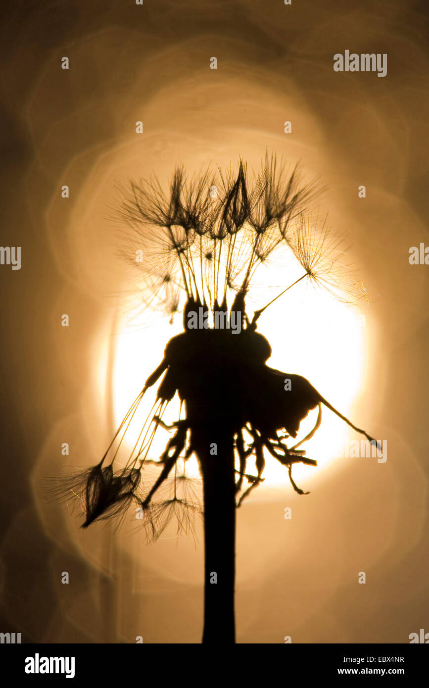 Comune di tarassaco (Taraxacum officinale), infructescence in controluce, in Germania, in Renania Palatinato Foto Stock