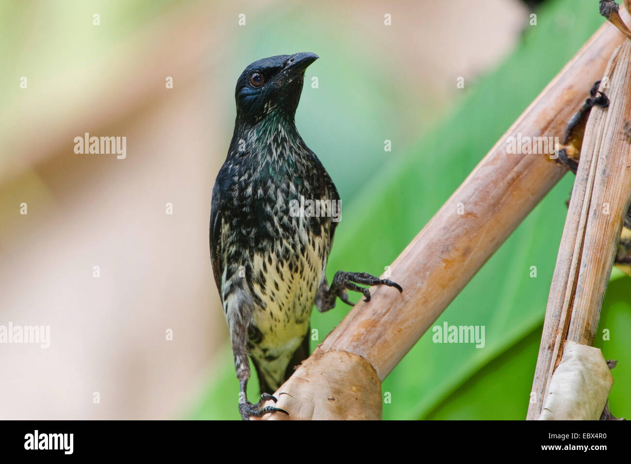 Philippine glossy starling (Aplonis panayensis), individuo giovane, India, Isole Andaman Foto Stock