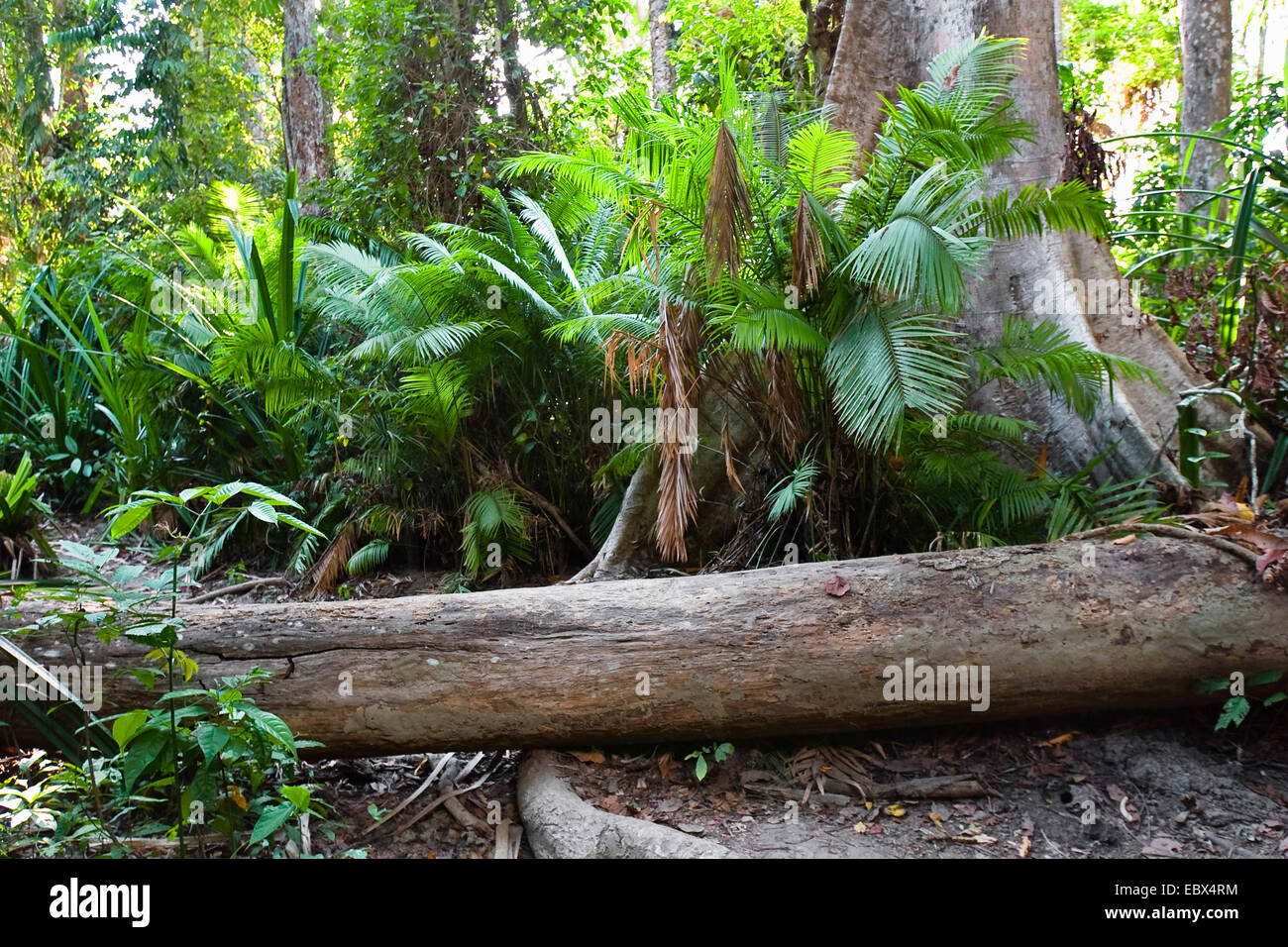 La foresta pluviale tropicale, India, Isole Andaman, Havelock Island Foto Stock