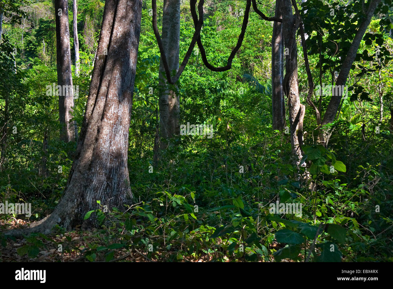 Liana della foresta pluviale, India, Isole Andaman, Havelock Island Foto Stock