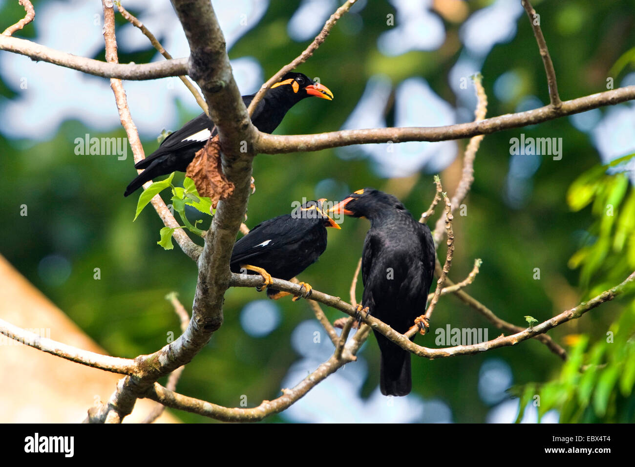 Grackle meridionale (Gracula religiosa), alimentazione chick, India, Isole Andaman, Havelock Island Foto Stock