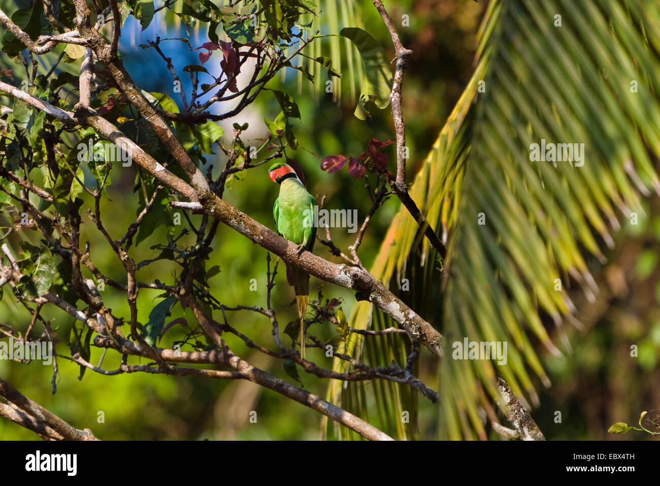 Long-tailed parrocchetto (Psittacula longicauda), seduto su un ramo, India, Isole Andaman Foto Stock