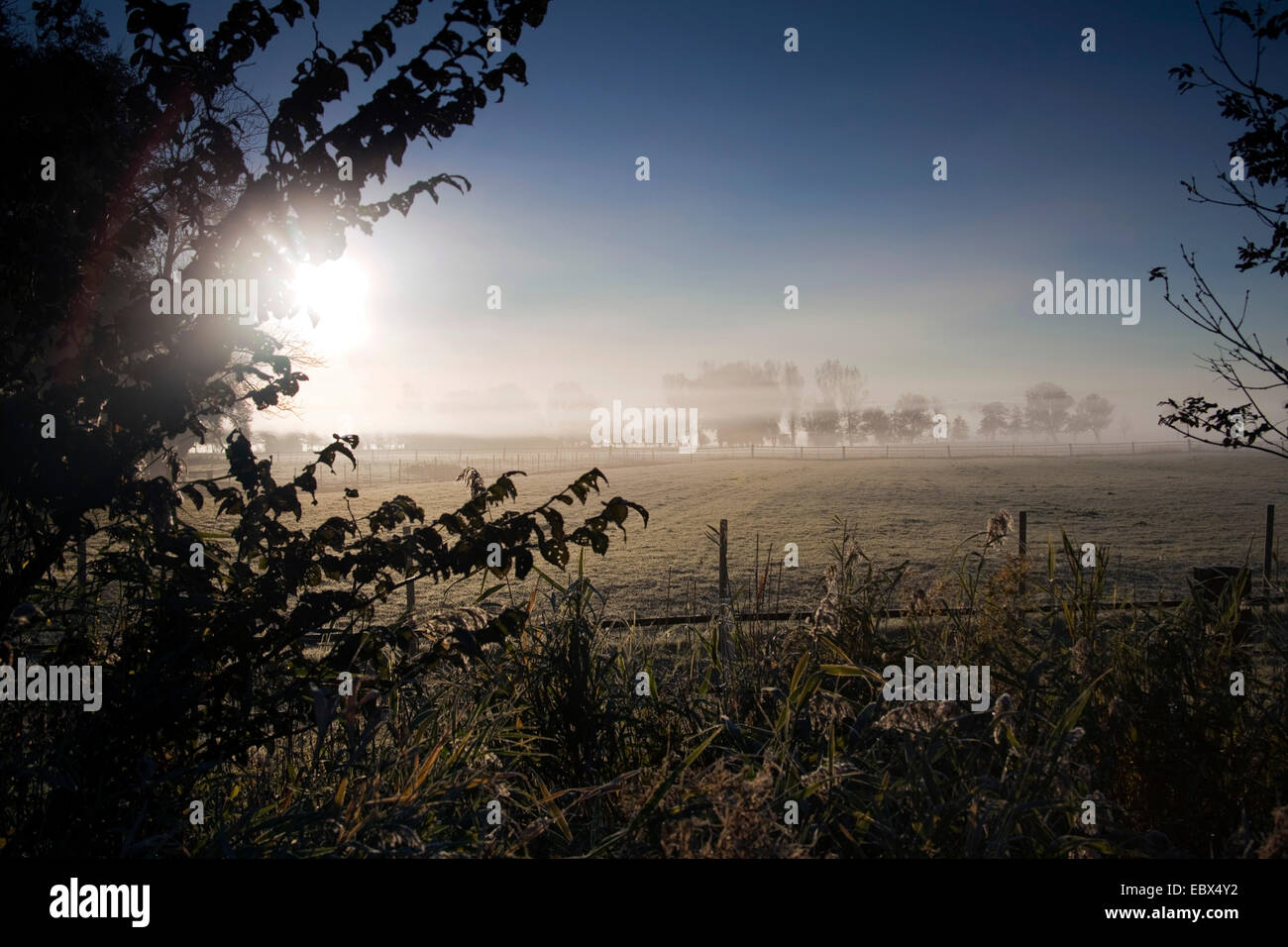Nebbia di mattina su un prato in autunno, in Germania, in Sassonia, Vogtlaendische Schweiz Foto Stock