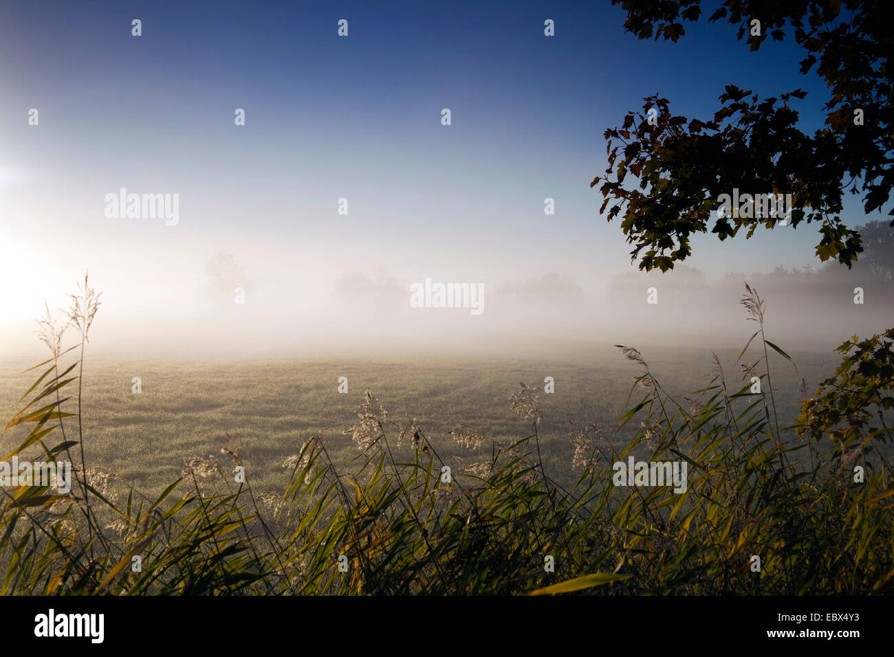 Nebbia di mattina su un prato in autunno, in Germania, in Sassonia, Vogtlaendische Schweiz Foto Stock