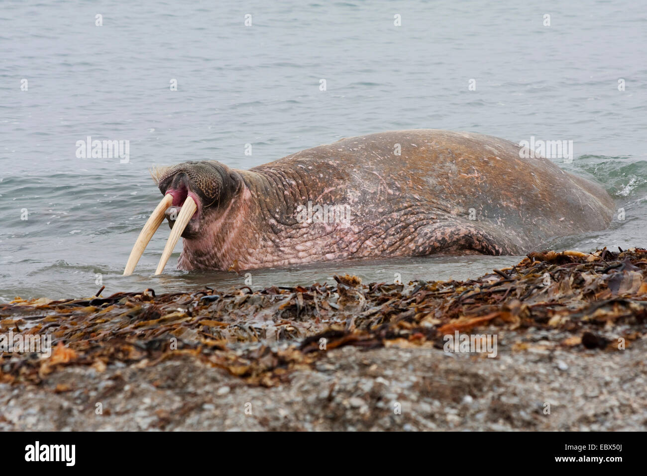Tricheco (Odobenus rosmarus), sbadigli maschio in semplice acqua, Norvegia Isole Svalbard, Forlandsundet Poolepynten Foto Stock