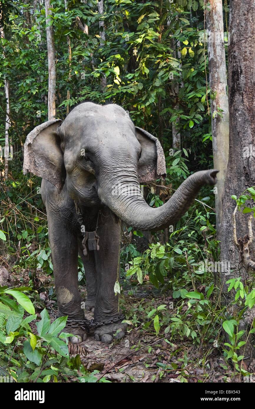 Elefante asiatico, elefante Asiatico (Elephas maximus), lavorando elefante nella foresta pluviale, India, Isole Andaman Foto Stock