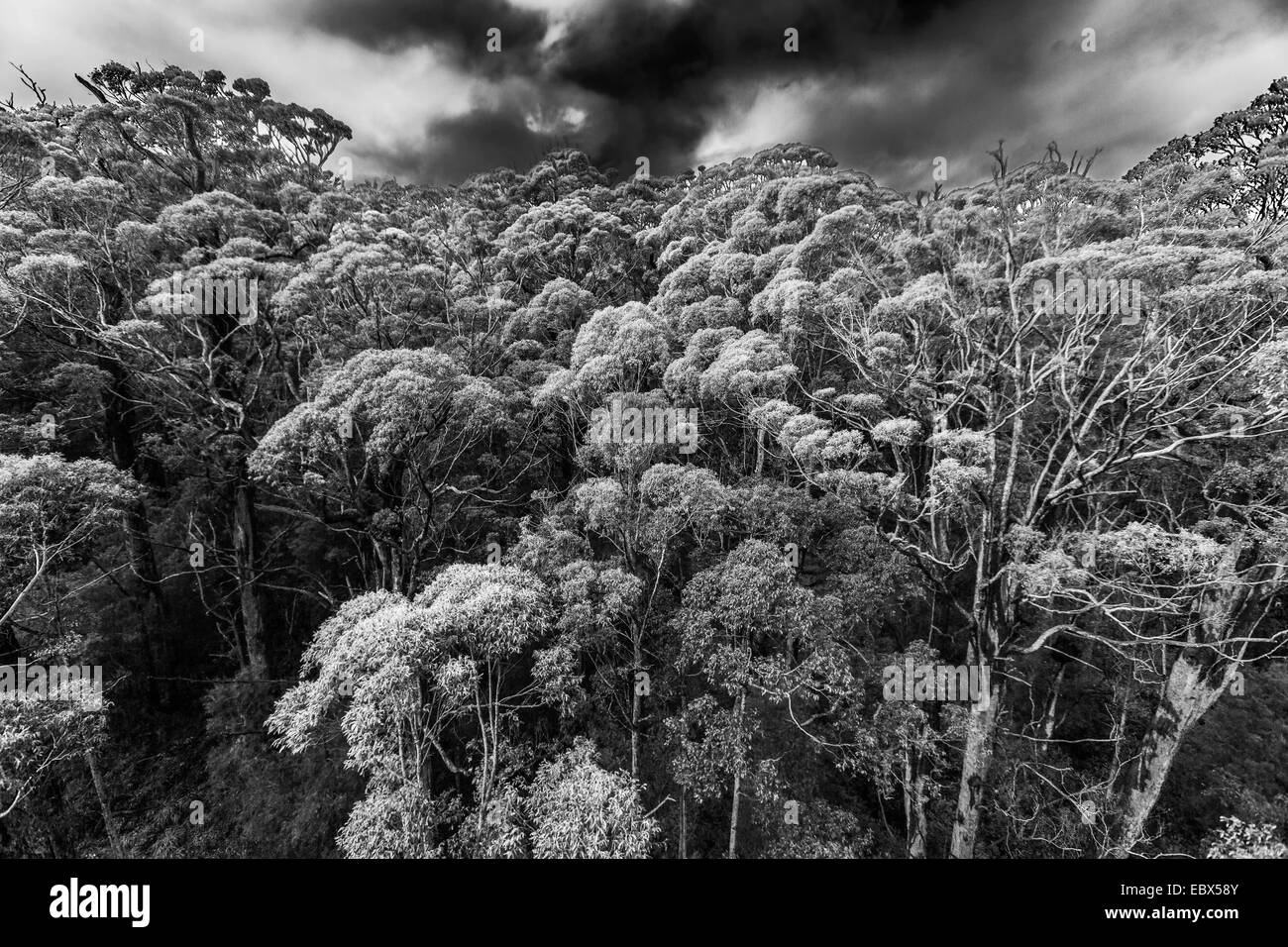 Foreste vergini in bianco e nero Foto Stock