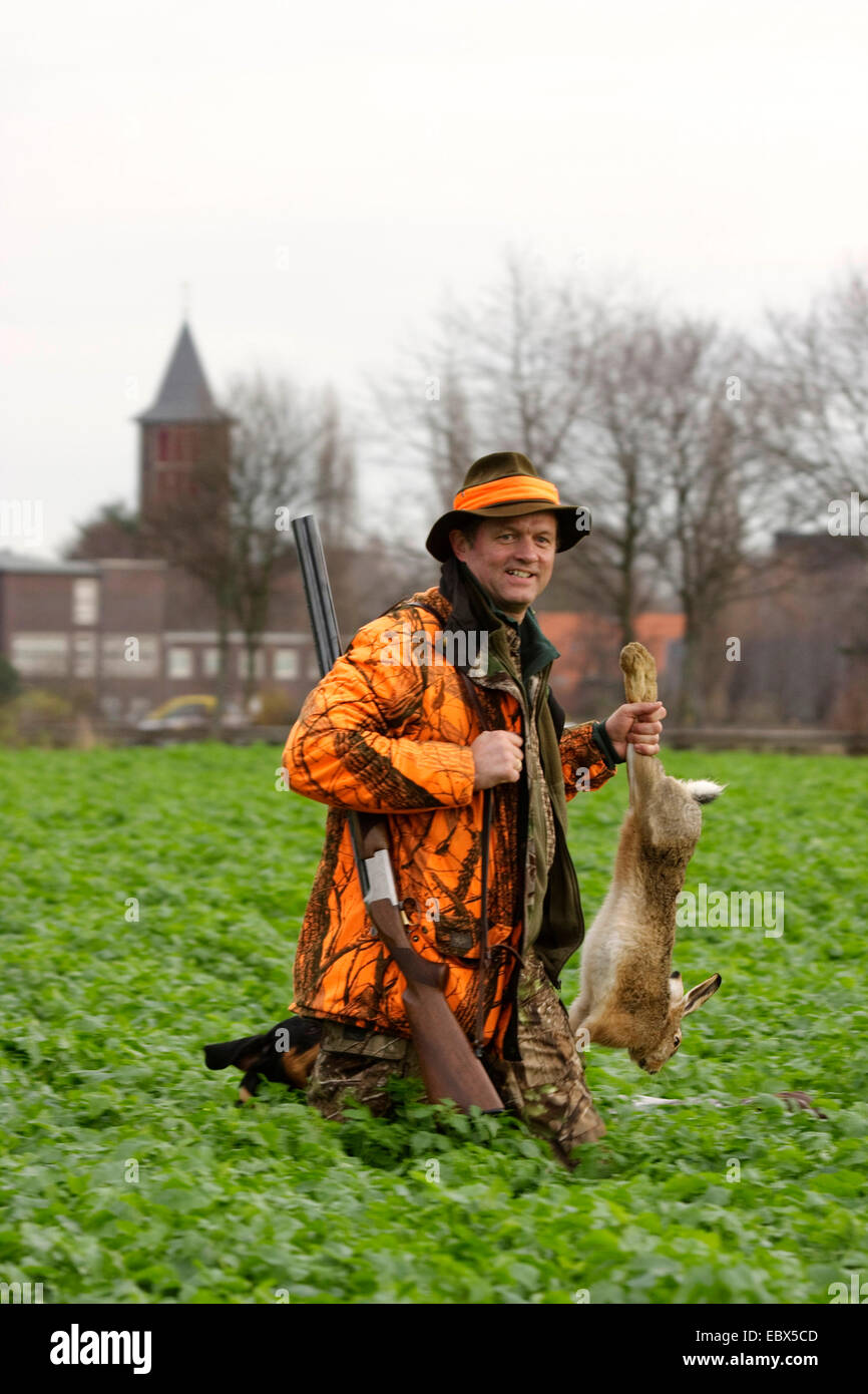 Unione lepre (Lepus europaeus), sparatutto di battue a piedi attraverso un campo di foglie di piante tenendo una lepre braccato dalle gambe di cerva, Germania Foto Stock