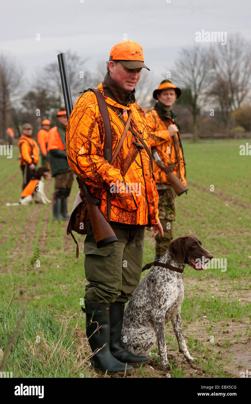 Filo tedesco-dai capelli del cane di puntamento (Canis lupus f. familiaris), sparare con cani riuniti in un campo per un battue, Germania Foto Stock