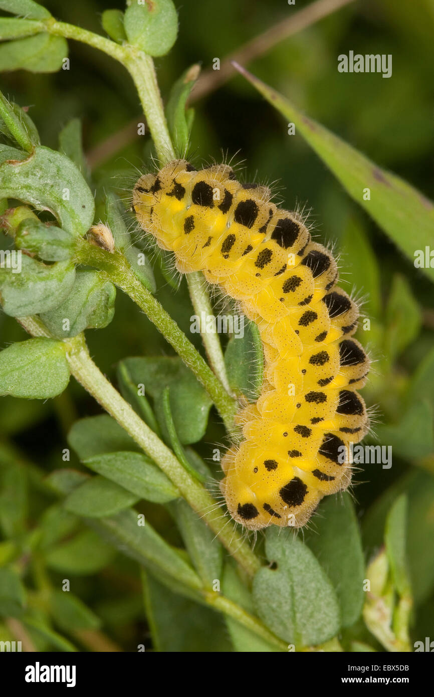 Sei-spot Burnett (Zygaena filipendulae, Anthrocera filipendulae), Caterpillar a Lotus, Germania Foto Stock
