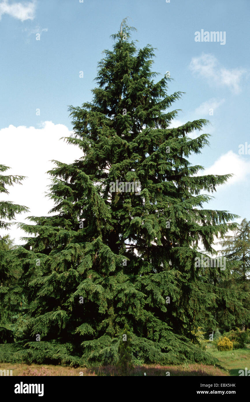 La cicuta abete rosso, orientale (hemlock Tsuga canadensis), albero singolo Foto Stock