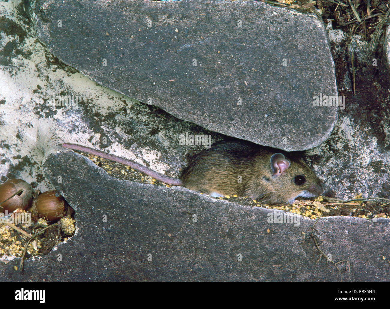 Mouse di legno, Long-tailed field mouse, Longtailed Fieldmouse (Apodemus sylvaticus, Sylvaemus sylvaticus), nel nido, Germania Foto Stock