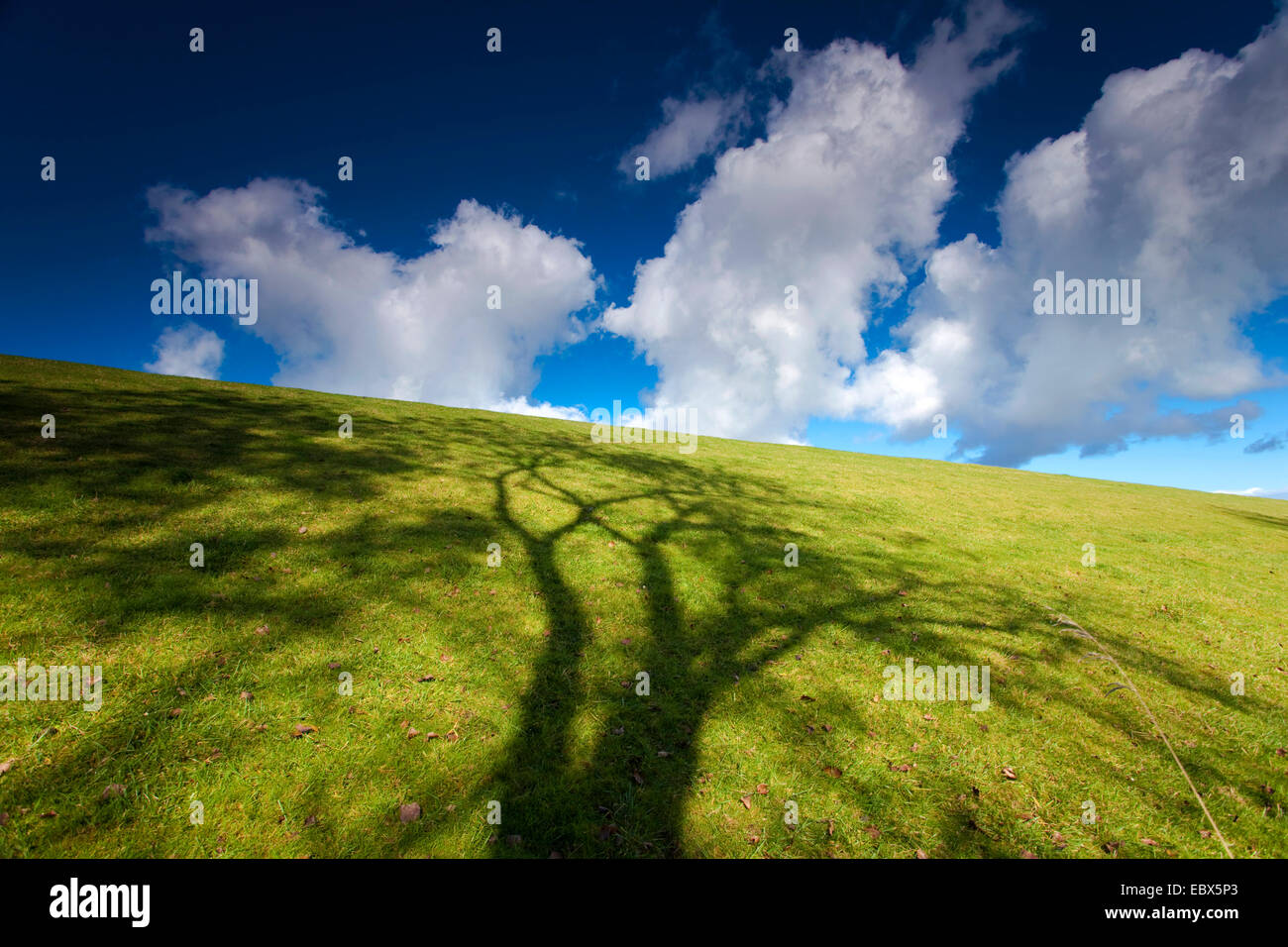 Ombra di un albero in una diga ricoperte di erba nella parte anteriore del cielo nuvoloso, Germania, Bassa Sassonia, Frisia orientale, Carolinen Siel Foto Stock