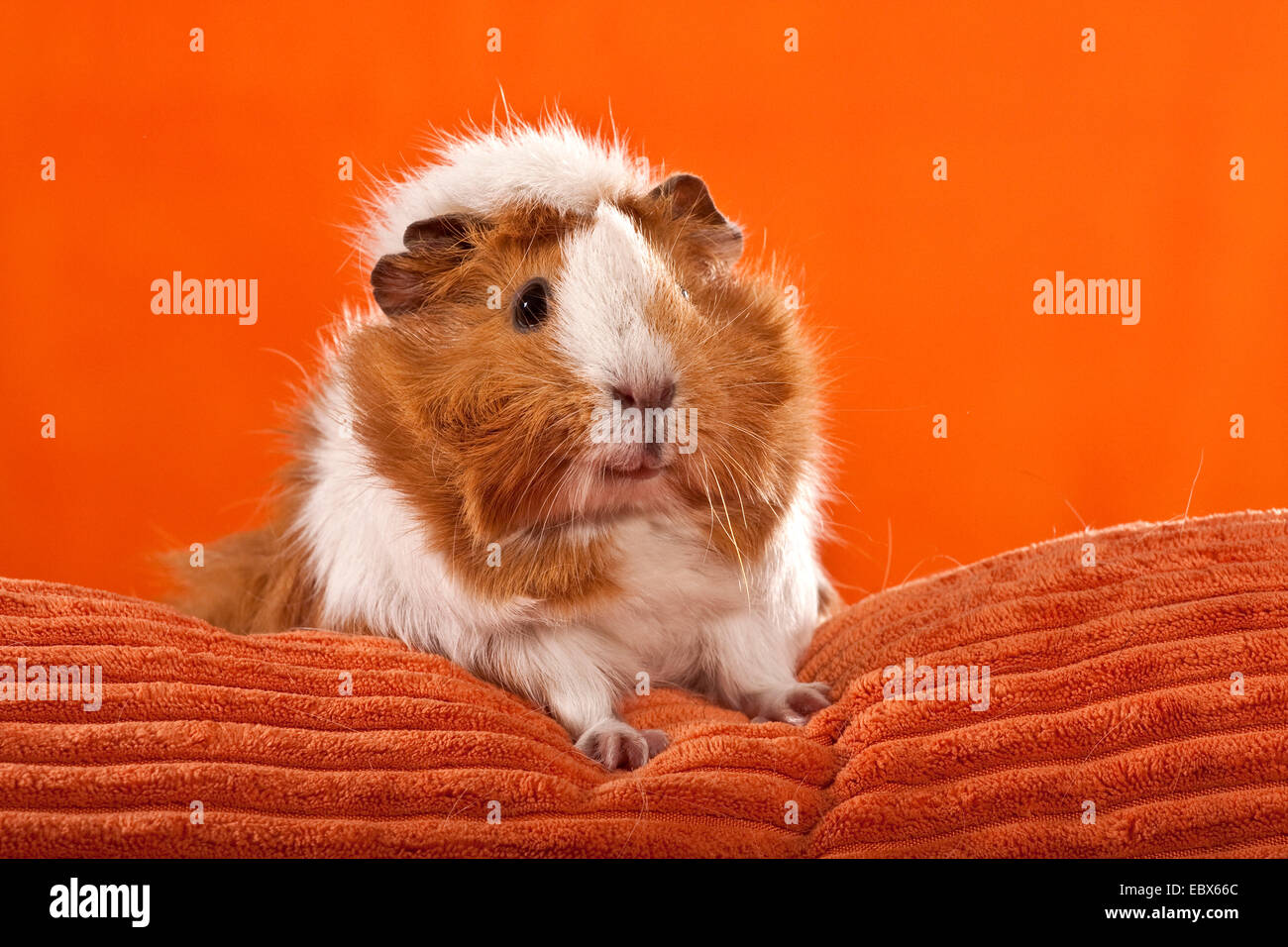 Cavy, cavia (cavia spec.), seduto su un cuscino arancione Foto Stock