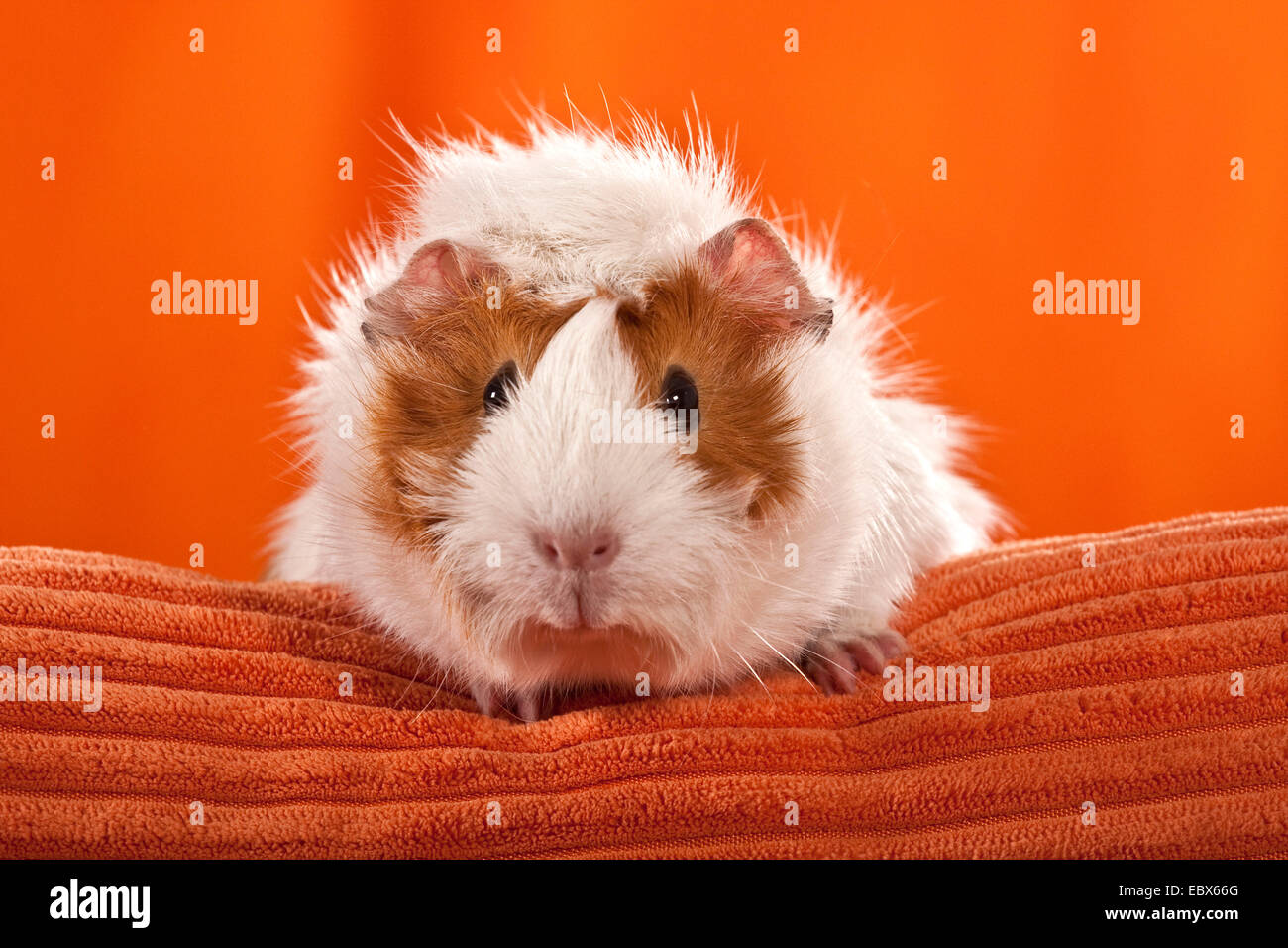 Cavy, cavia (cavia spec.), seduto su un cuscino arancione Foto Stock