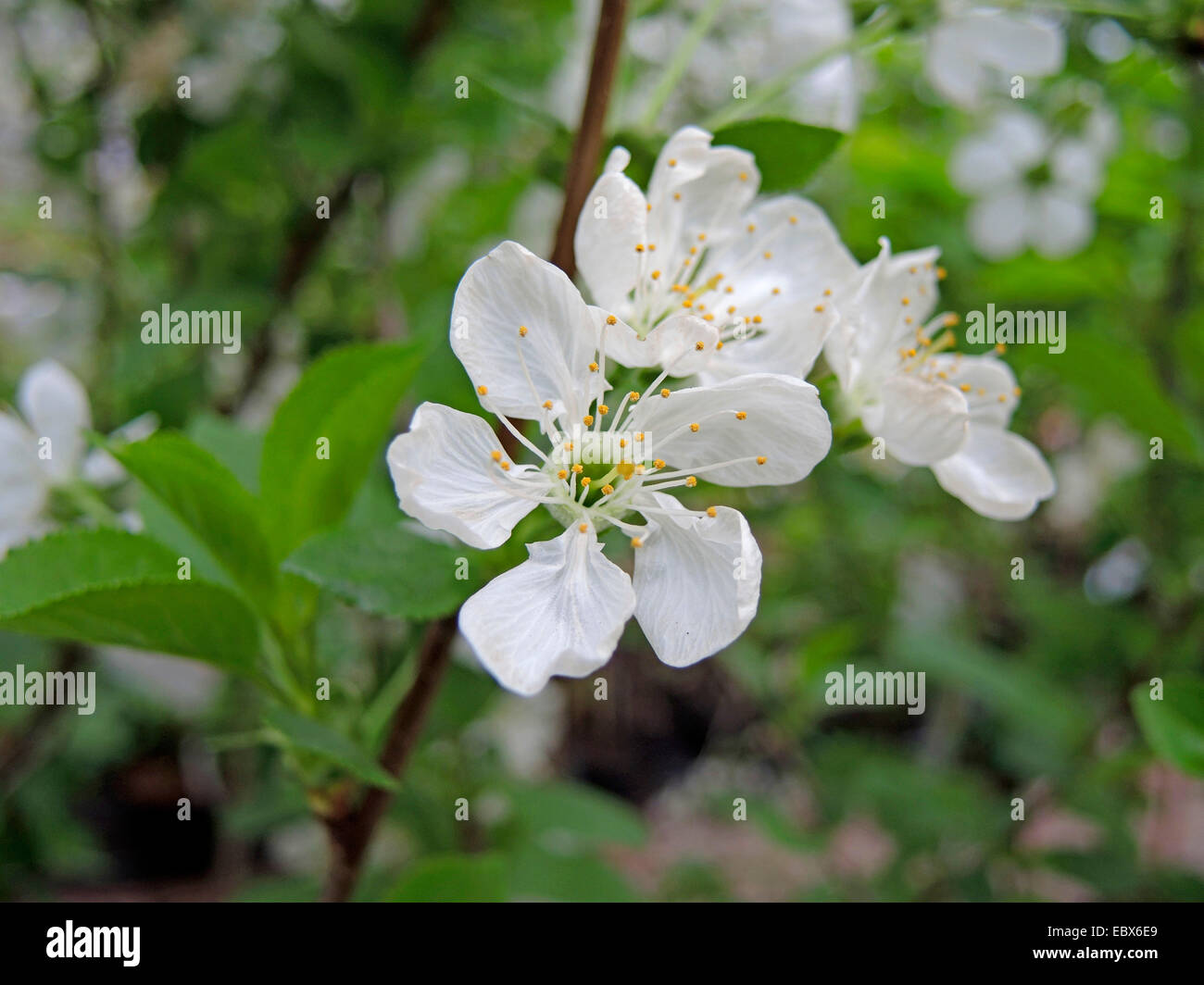 Nana, ciliegia marasca, di ciliege acide (Prunus cerasus 'Schattenmorelle', Prunus cerasus Schattenmorelle), fiori di cultivar Schattenmorelle Foto Stock